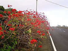 A hedge of poinsettias, about 5 feet tall, leaning over onto a street. There are few leaves, appearing bare, and many red flowers on long and twisting wood stalks.