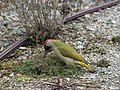 Grønnspett, Picus viridis