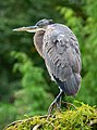 40 Great blue heron in GWC (16570) uploaded by Rhododendrites, nominated by Rhododendrites,  24,  0,  0