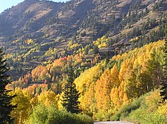 Fall Foliage, Little Cottonwood Canyon, Salt Lake County, Utah