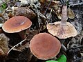 !Lactarius serifluus!