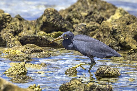 Pacific reef heron (Egretta sacra) dark morph