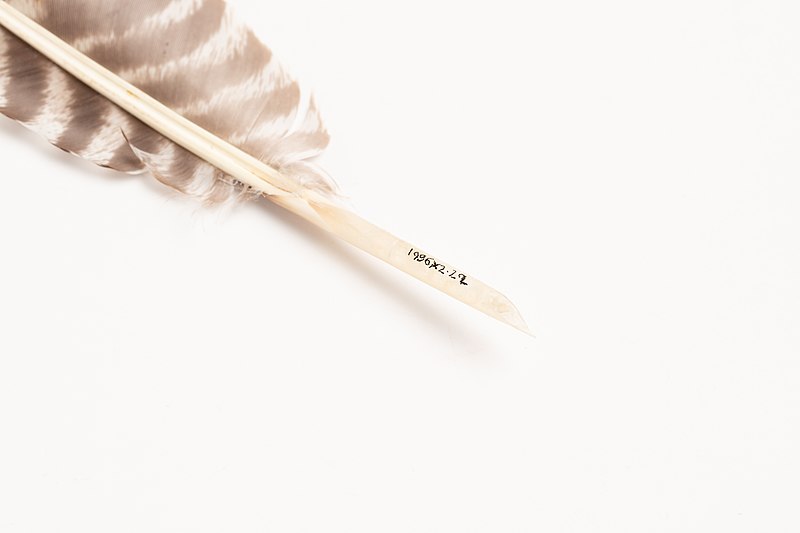 File:Pen, quill (AM 686187-5).jpg