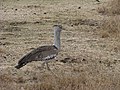 Ngorongoro, Tanzania