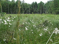 Wollgras im Hochmoor bei Hetendorf