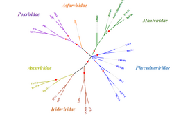 The evolutionary history was inferred by using the Maximum Likelihood method based on the JTT matrix-based model [1]. The bootstrap consensus tree inferred from 100 replicates is taken to represent the evolutionary history of the taxa analyzed. Branches corresponding to partitions reproduced in less than 50% bootstrap replicates are collapsed. The percentage of replicate trees in which the associated taxa clustered together in the bootstrap test (100 replicates) are shown by the size of red node on each brach. Initial tree(s) for the heuristic search were obtained automatically by applying Neighbor-Join and BioNJ algorithms to a matrix of pairwise distances estimated using a JTT model, and then selecting the topology with superior log likelihood value. The analysis involved 26 amino acid sequences. There were a total of 2599 positions in the final dataset. Evolutionary analyses were conducted in MEGA7.