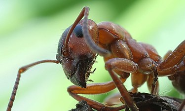 Behaarde rode bosmier (Formica rufa)