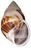 sinistral elongate conic shell