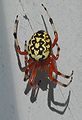 Araneus marmoreus(?)