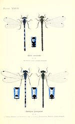 Coenagrion mercuriale – Oberseite