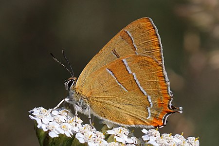 Thecla betulae (Brown hairstreak)