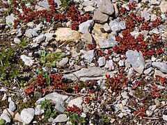 Sedum atratum