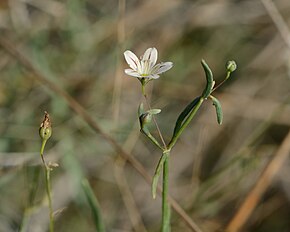 <center>Gypsophila capillaris</center>