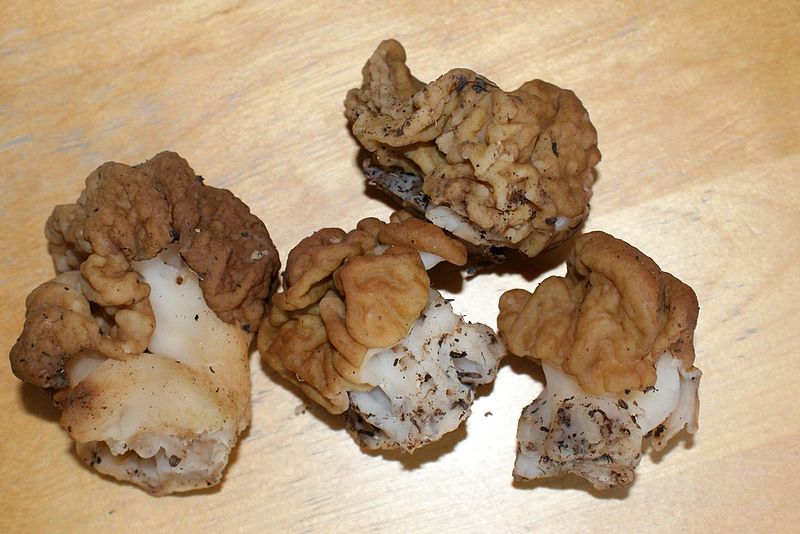 File:Gyromitra gigas.jpg