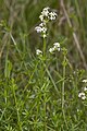 Galium mollugo - Glad walstro