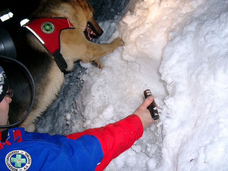 File:Lawinenhund bei der Arbeit.jpg