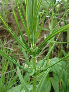 Прешленеста момкова сълза (P. verticillatum)