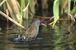 Akva ralo Rallus aquaticus