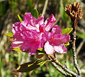 Rozsdás havasszépe (Rhododendron ferrugineum)