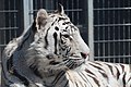 Royal White Bengal tiger