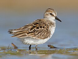 Sandsnipe på kysten av Texas, 7. mai 2011 Foto: Dan Pancamo