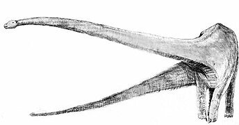 Sketch mamenchisaurus.jpg