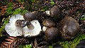 Hygrophorus camarophyllus