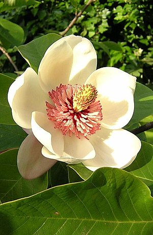 Magnolia wieseneri