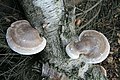 Piptoporus betulinus