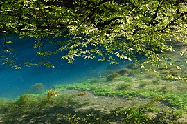 Blaubeuren Blautopf