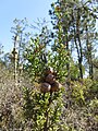 Subgenus Hesperocyparis: Cupressus goveniana subsp. pygmaea