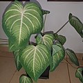 Nome popular Caladium esmeralda Observação: Suas folhas são verdes, contornos em tons escuros, interior verde claro, com raias brancas. Embora se assemelhe muito com o Caladium Aaron, dele é totalmente diferente pois este guarda bastante características de um xhantosoma, isto é, folhas mais espessas, pecíolos mais longos, formato mais coreáceo.