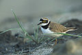 Littel ringed plover