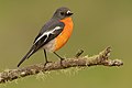 Flame robin