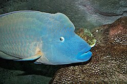 Humphead wrasse, Cheilinus undulatus, Melbourne Aquarium