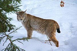 Lynx boréal de couleur grise, peu tacheté.