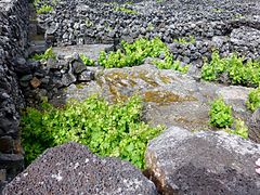 Viñas plantadas en chan basáltico preto de Madalena, Illa do Pico, Azores.