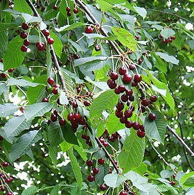 Folhas e frutos da cereja silvestre