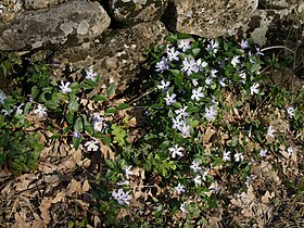 Vinca difformis