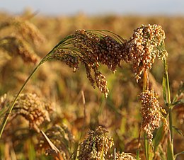 Tikroji sora (Panicum miliaceum)