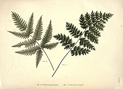 Album of Indian ferns (Plate 3) (6025228341).jpg