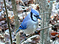 Blauwe gaai, ondersoorte Cyanocitta cristata cristata in Noord-Carolina