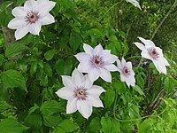 Clematis patens