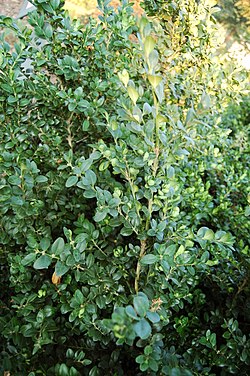 Buxus sempervirens