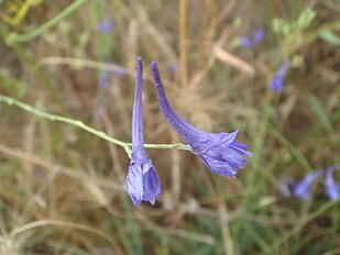 <center>Delphinium gracile</center>