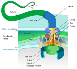 Bacterial flagellum rotated by a molecular motor at its base