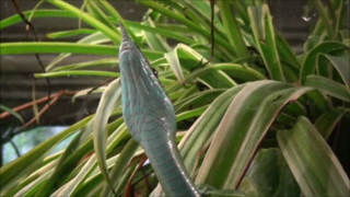 Gonyosoma boulengeri adulte - Ménagerie du jardin des plantes