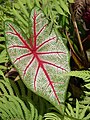 Caladium bicolor.