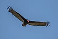 "Turkey_vulture_(Cathartes_aura)_in_flight.JPG" by User:Charlesjsharp