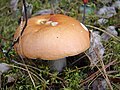 Russula decolorans